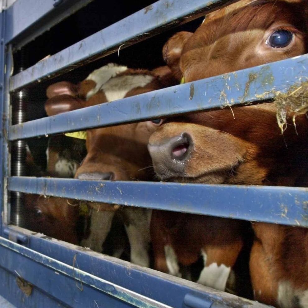 Österreich transportierte im Vorjahr über 37 Millionen Tiere.