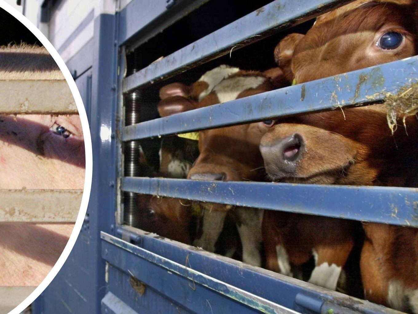 Österreich transportierte im Vorjahr über 37 Millionen Tiere. Österreich transportierte im Vorjahr über 37 Millionen Tiere.