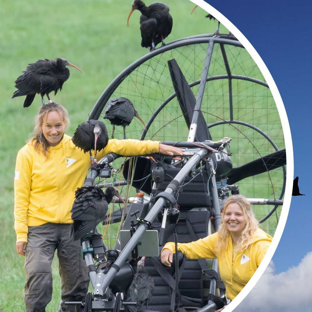 Der Tiergarten Schönbrunn unterstützt seit 2002 das EU Life-Projekt für Waldrappe.