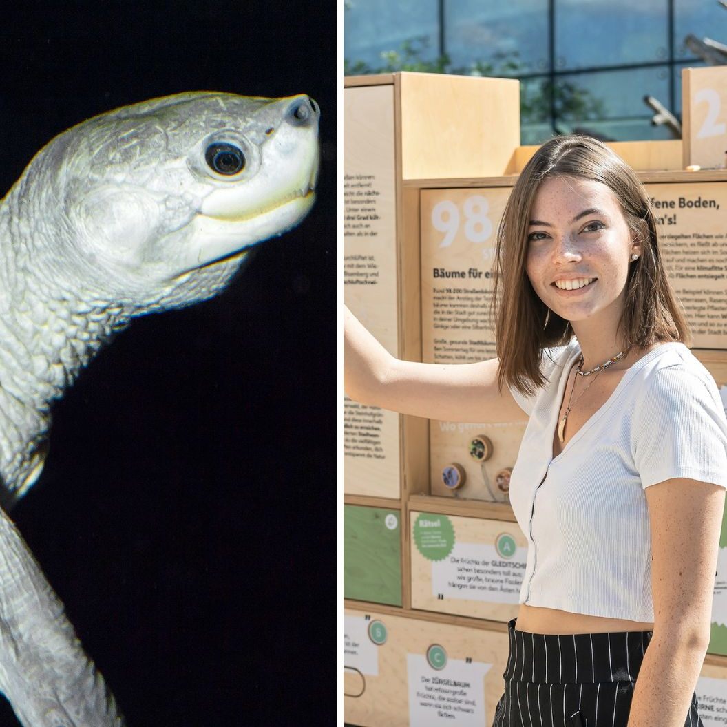 Vom 1. bis 3. September 2023 finden zum 17. Mal die Artenschutztage im Wiener Tiergarten Schönbrunn statt.