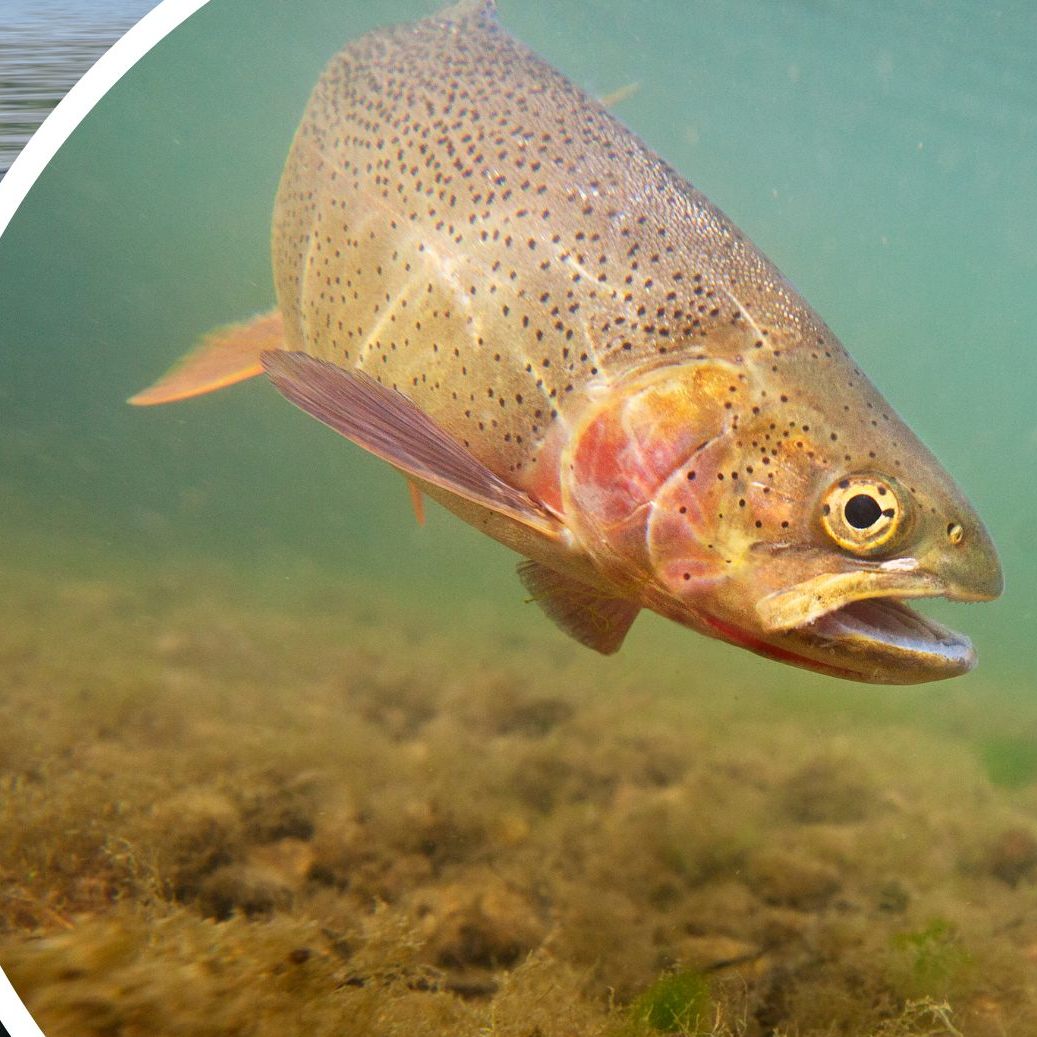 Gülle die in den Anzbach im Wienerwald gelangt war, tötete dort alle Fische.