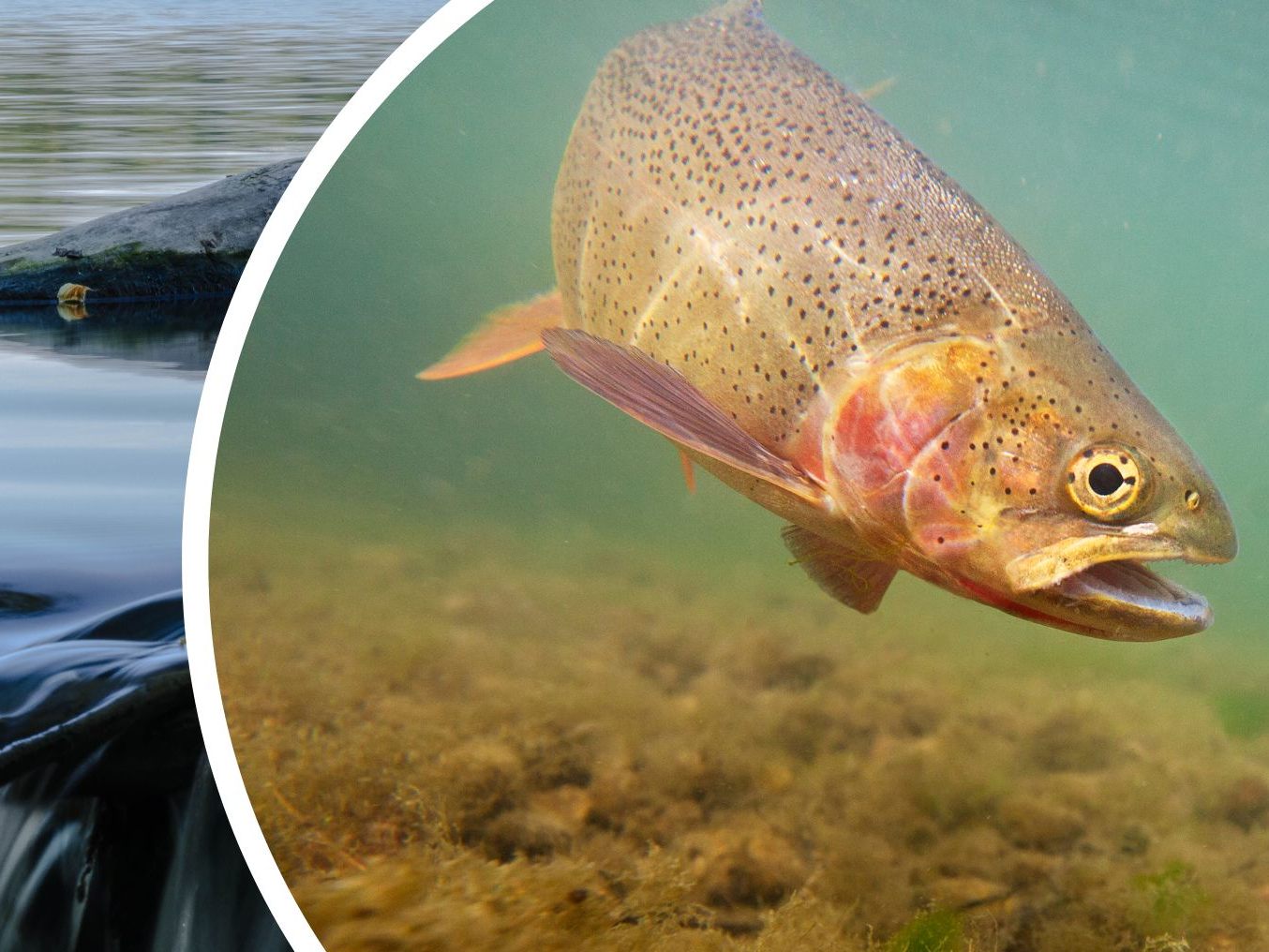 Gülle die in den Anzbach im Wienerwald gelangt war, tötete dort alle Fische. Gülle die in den Anzbach im Wienerwald gelangt war, tötete dort alle Fische.