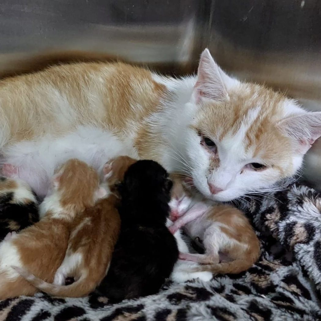 Anlässlich des Weltkatzentages am 8. August macht die Pfotenhilfe auf das Leid der Tiere aufmerksam.