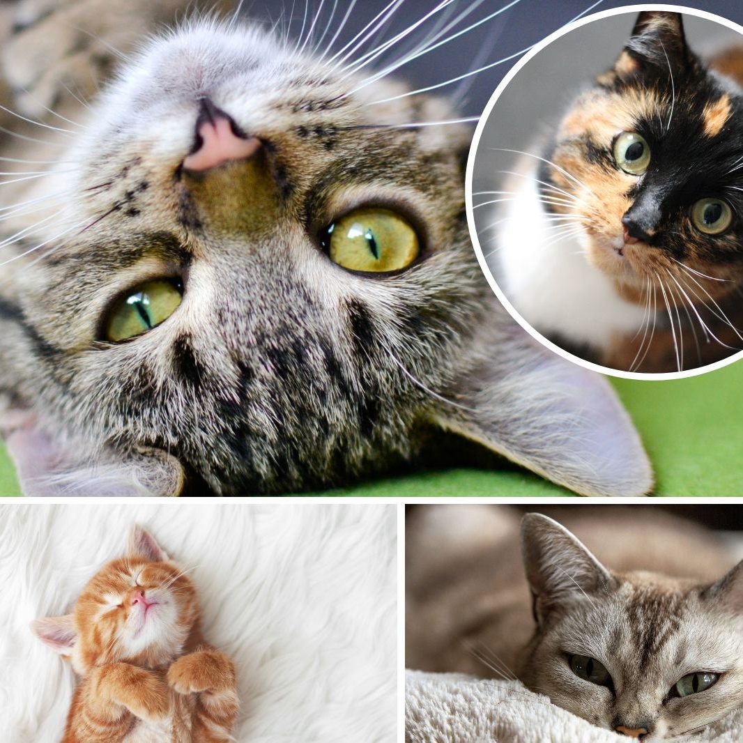 Das sind die schönsten Katzennamen zum Weltkatzentag am 8. August.