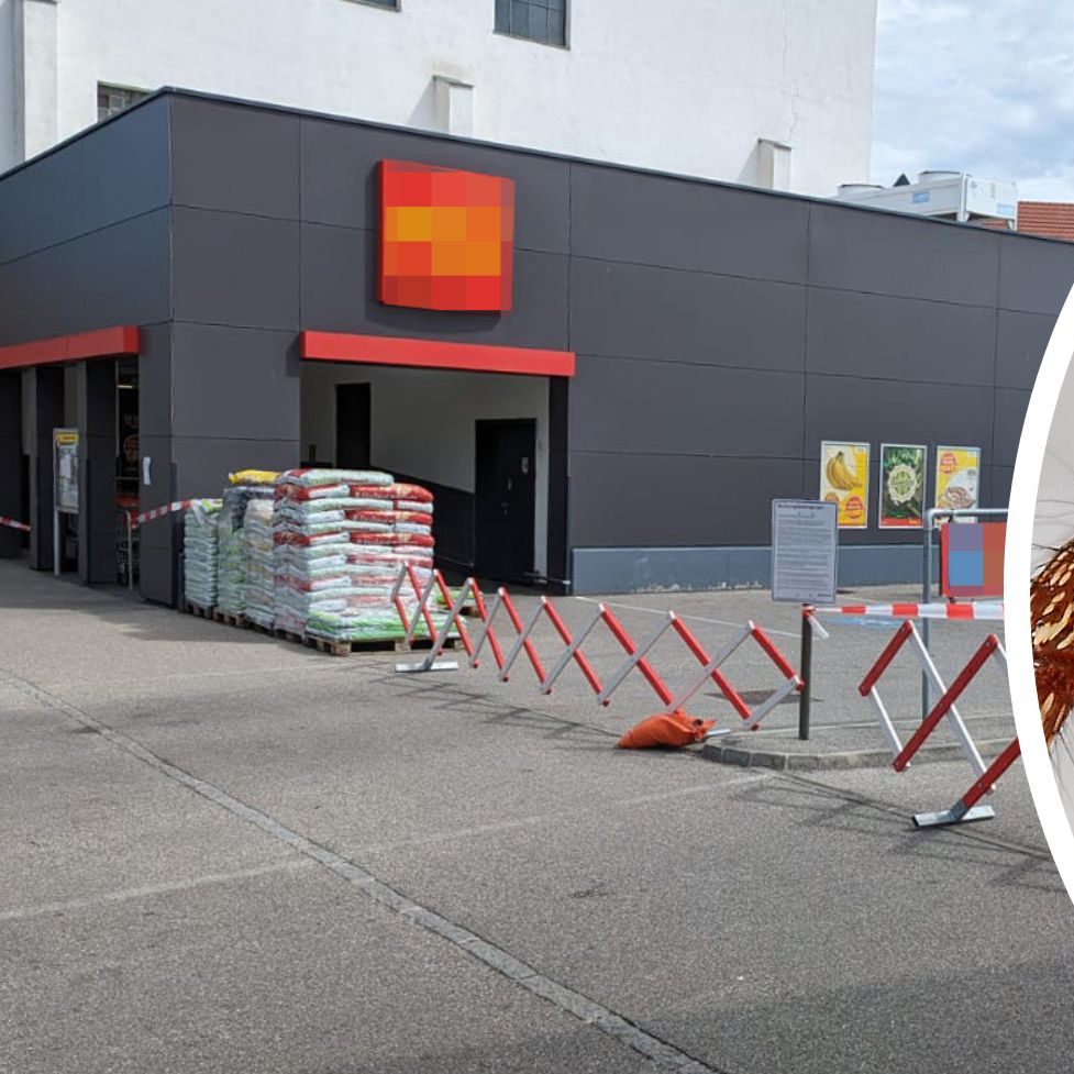 Nach dem Spinnenalarm in einem Kremser Supermarkt wird dieser nun gereinigt.