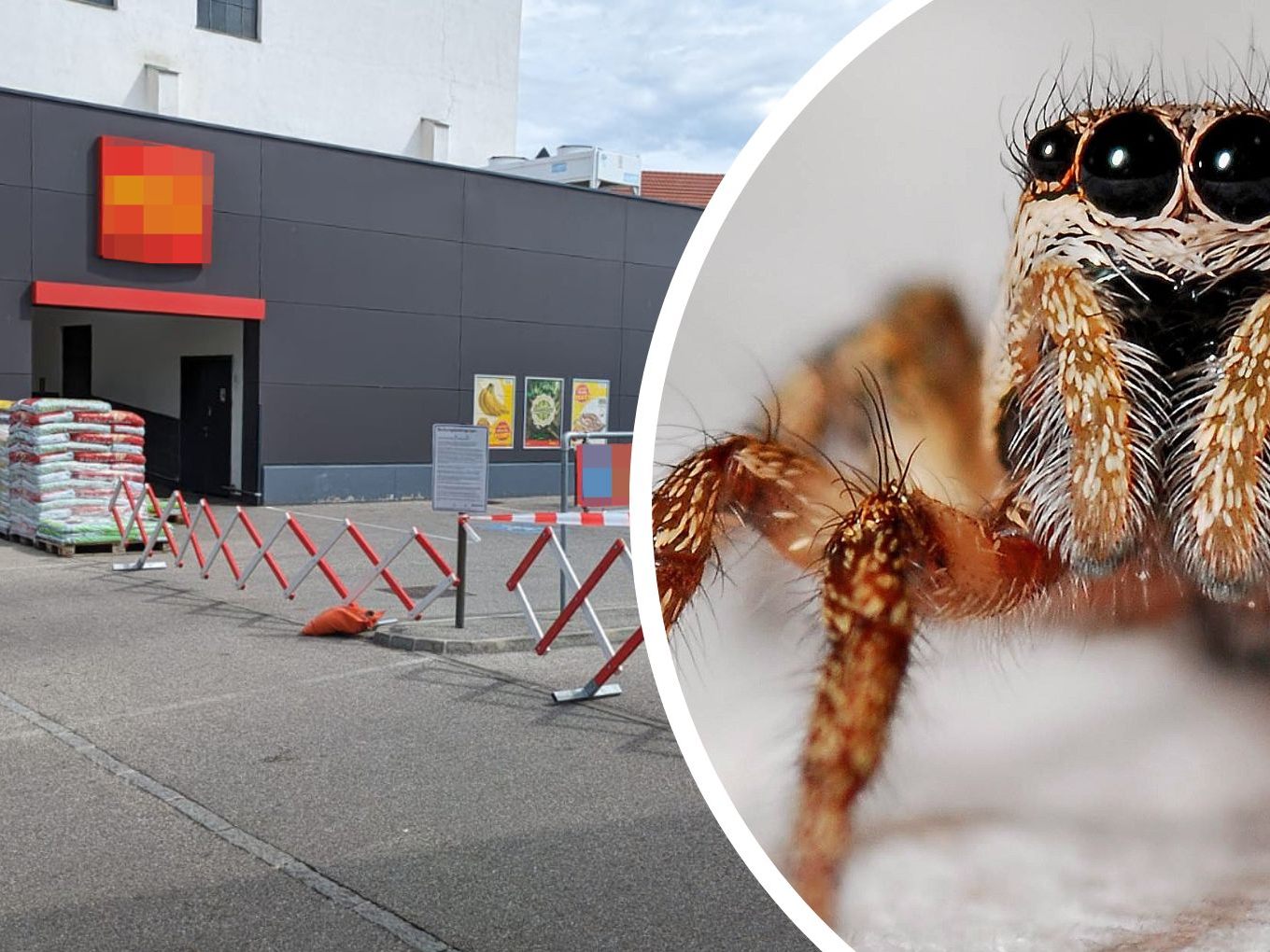Nach dem Spinnenalarm in einem Kremser Supermarkt wird dieser nun gereinigt.