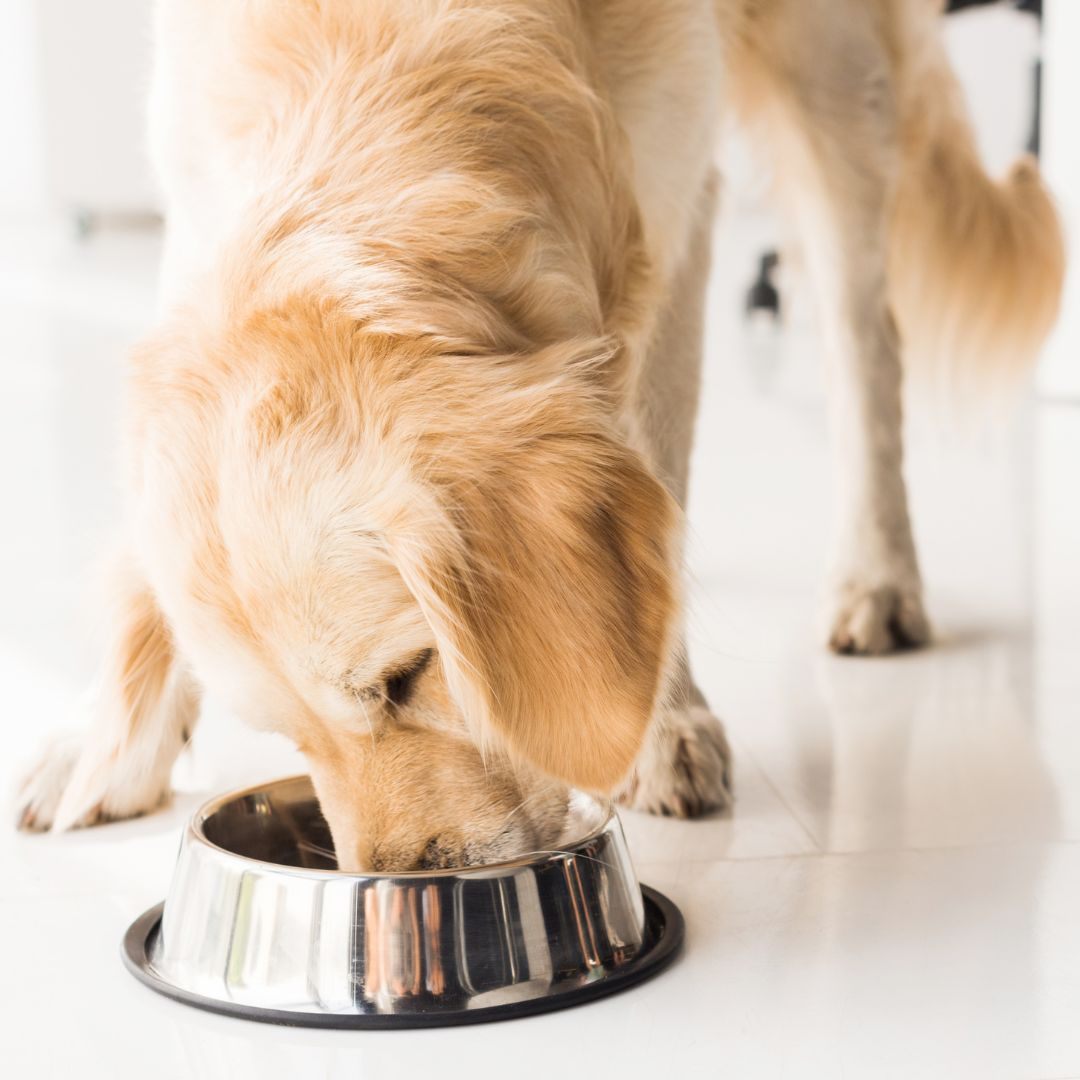 Wie oft man den Napf des Haustieres reinigen muss, kommt darauf an, um welchen Napf es sich handelt.