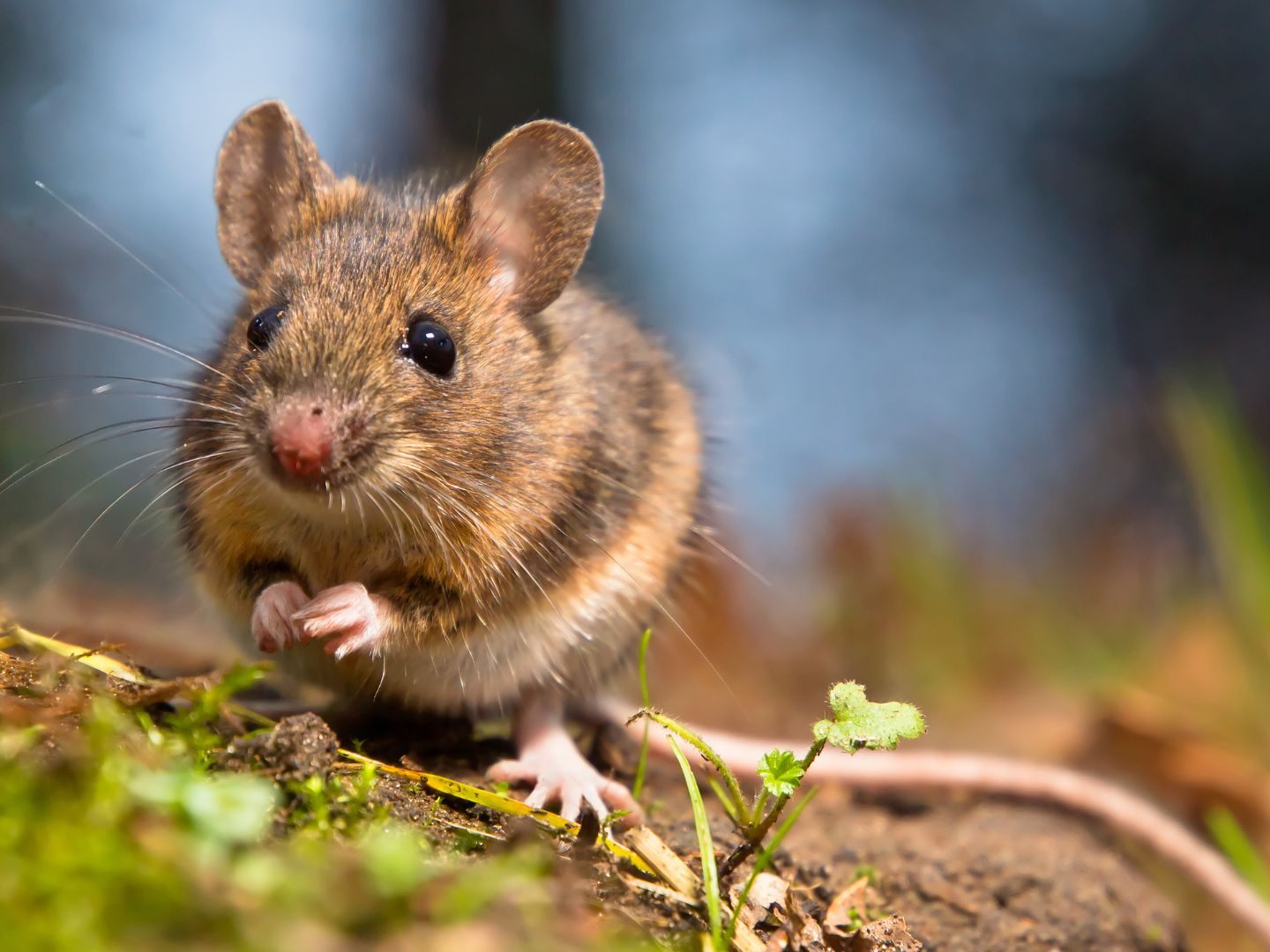 Die inatura bittet um Hilfe.