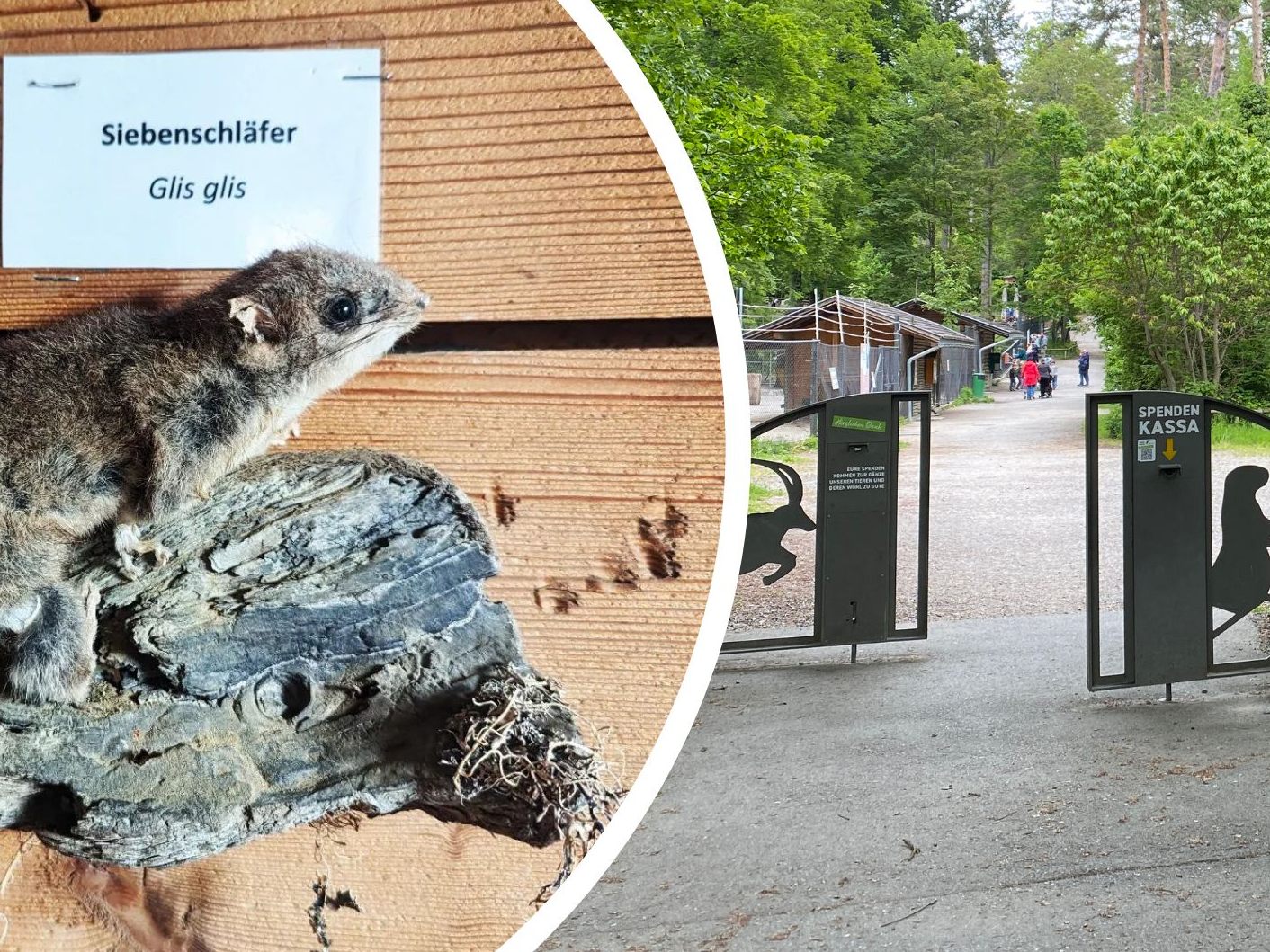 Der Siebenschläfer ist wieder aufgetaucht.