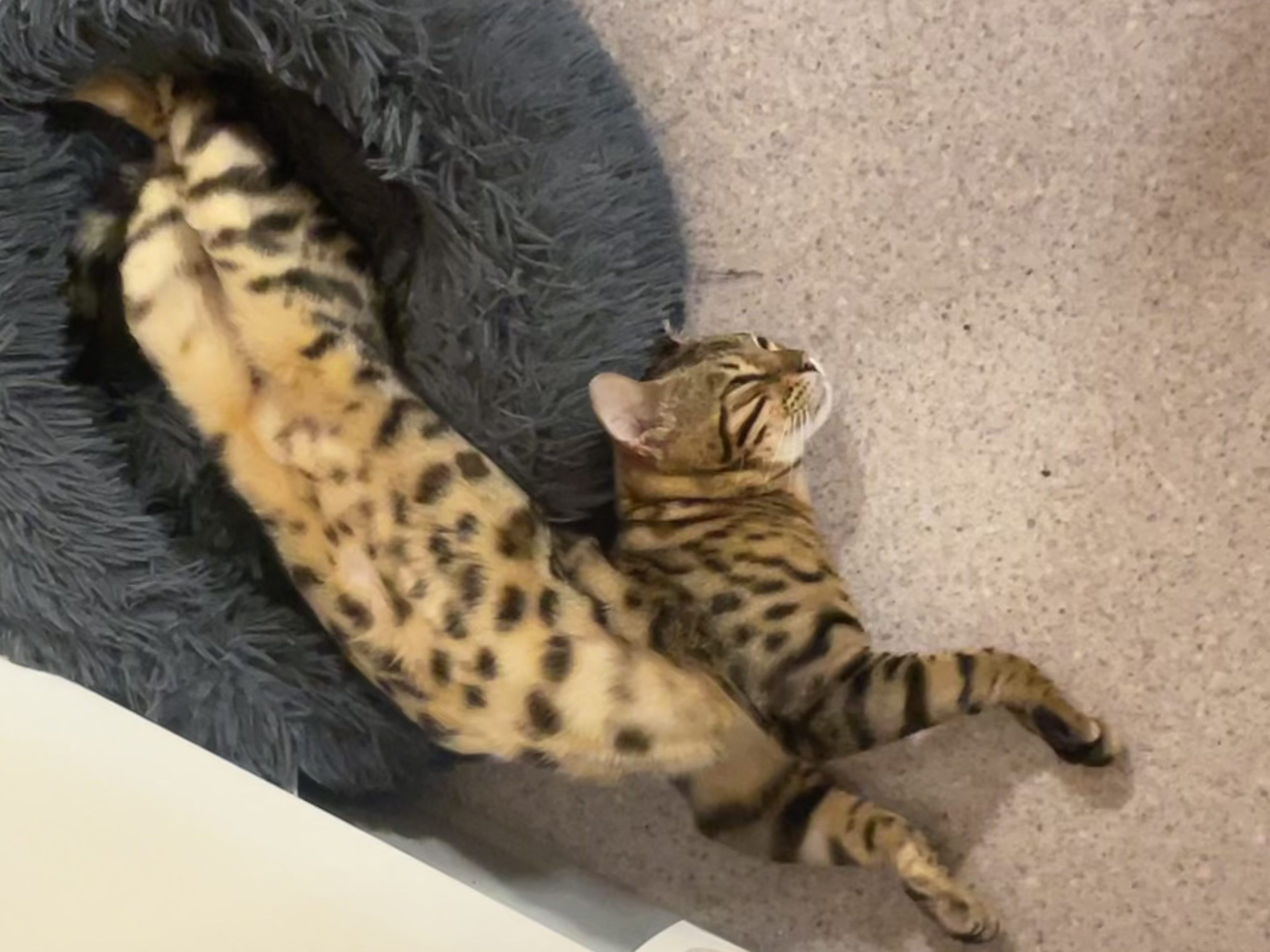 Simba