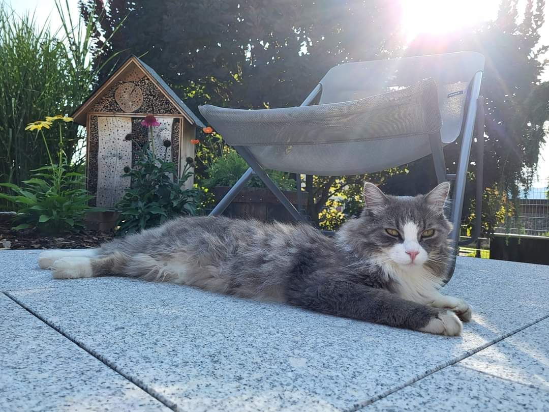 Kater Carlos
