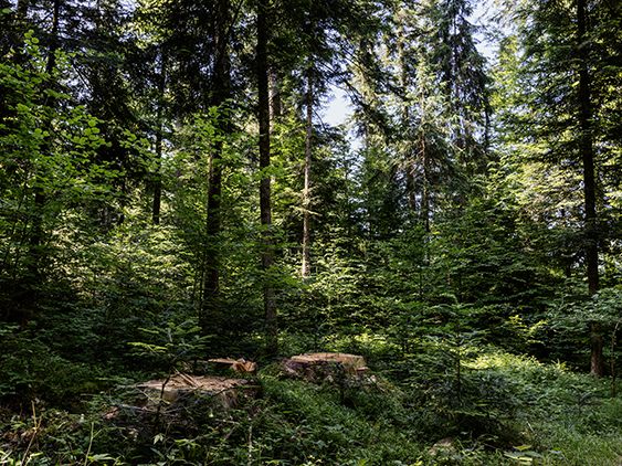 Die große Sonderschau bringt den Wald mit all seinen Facetten ins Messequartier. Bildcredit: © Christoph Pallinger Die große Sonderschau bringt den Wald mit all seinen Facetten ins Messequartier. Bildcredit: © Christoph Pallinger