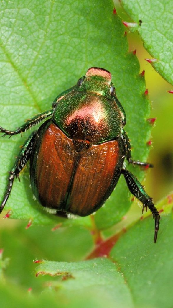 Biologe Klaus Zimmermann erklärt, warum man sich derzeit im Ländle noch nicht um den Japankäfer sorgen muss.