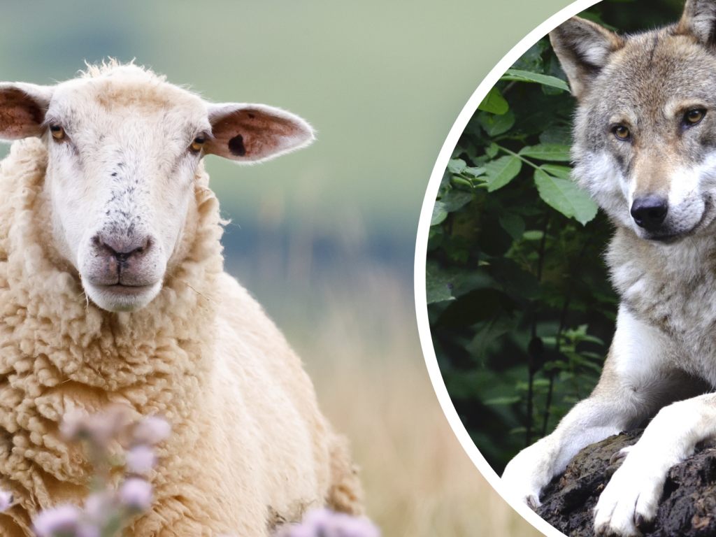 Ein Schaf im Wolfspelz Neue Idee zum Schutz vor dem Wolf Schweiz VOL.AT