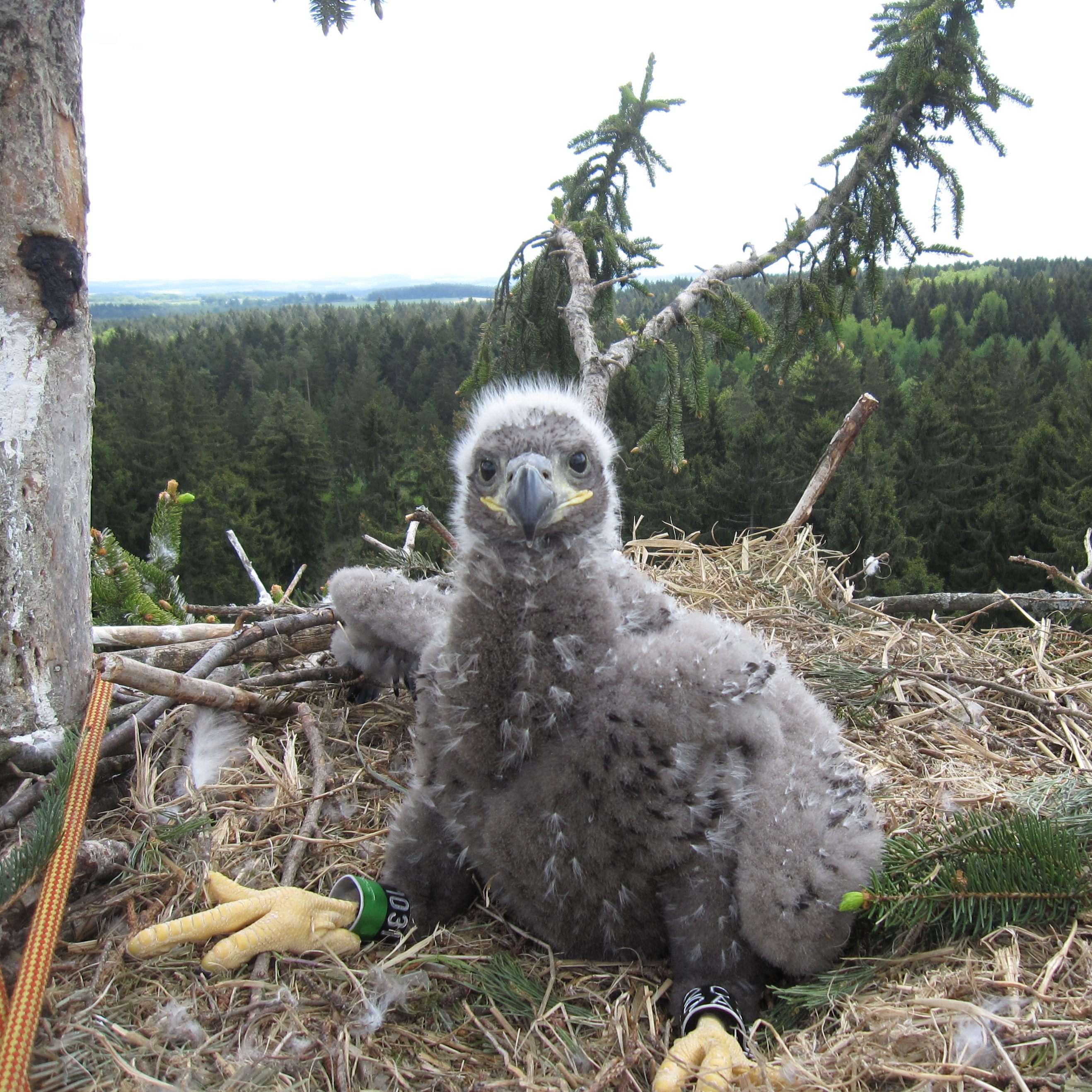 In Österreich sind nach der diesjährigen Brutsaison der Seeadler 50 Jungtiere ausgeflogen.