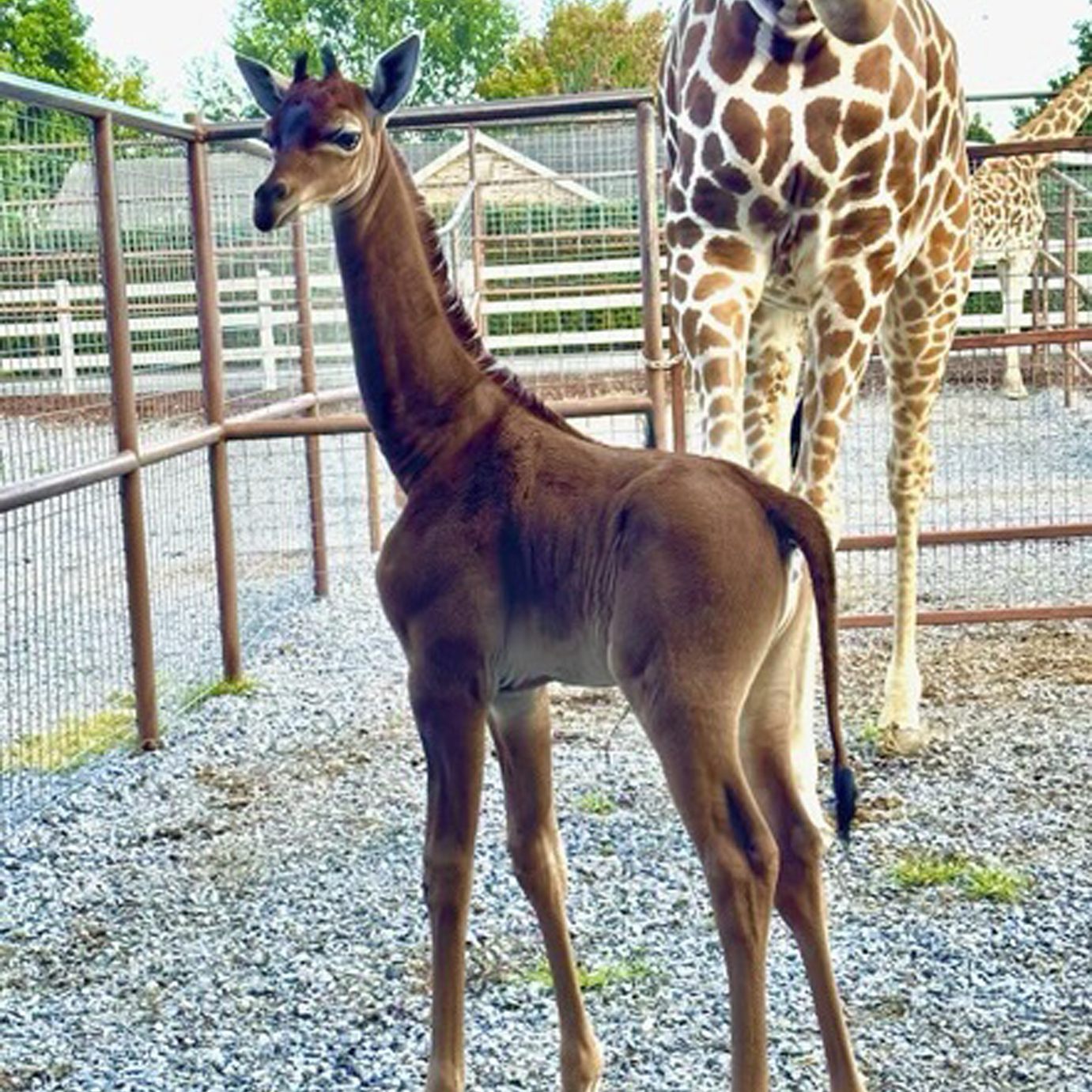 In den USA wurde eine braune Giraffe ohne Flecken geboren.