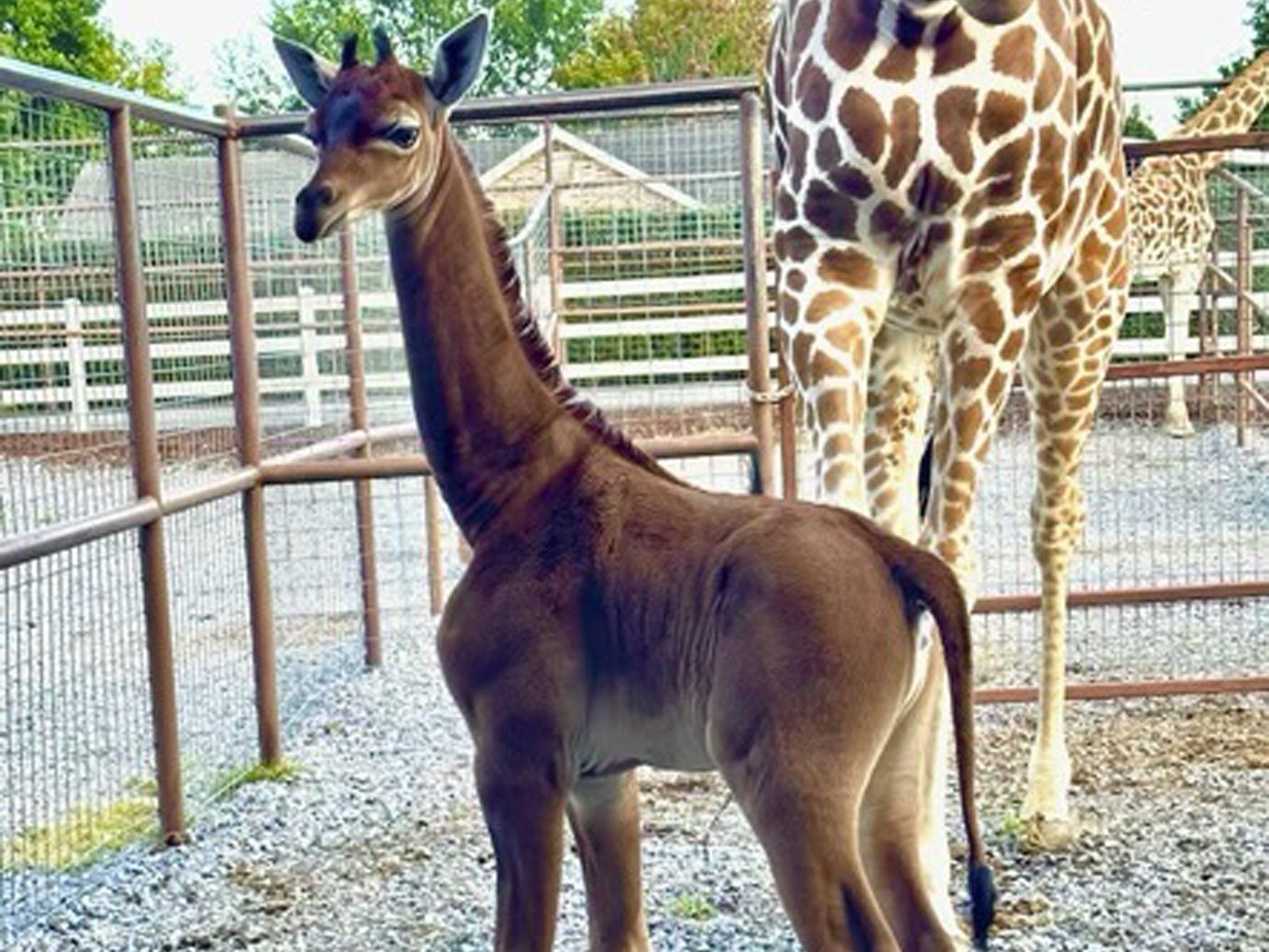In den USA wurde eine braune Giraffe ohne Flecken geboren. In den USA wurde eine braune Giraffe ohne Flecken geboren.