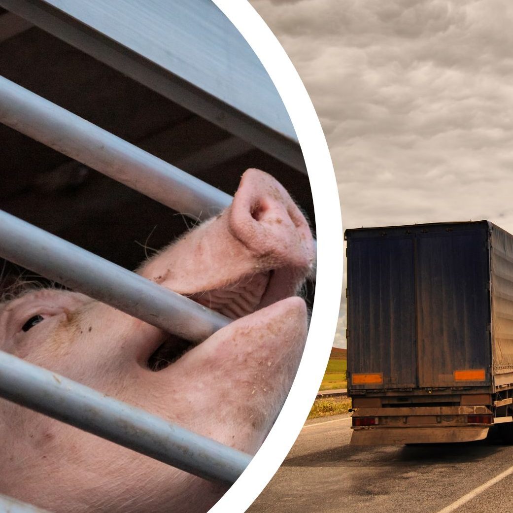 Auch im letzten Jahr wurden in Österreich wieder Millionen Tiere im- und exportiert.