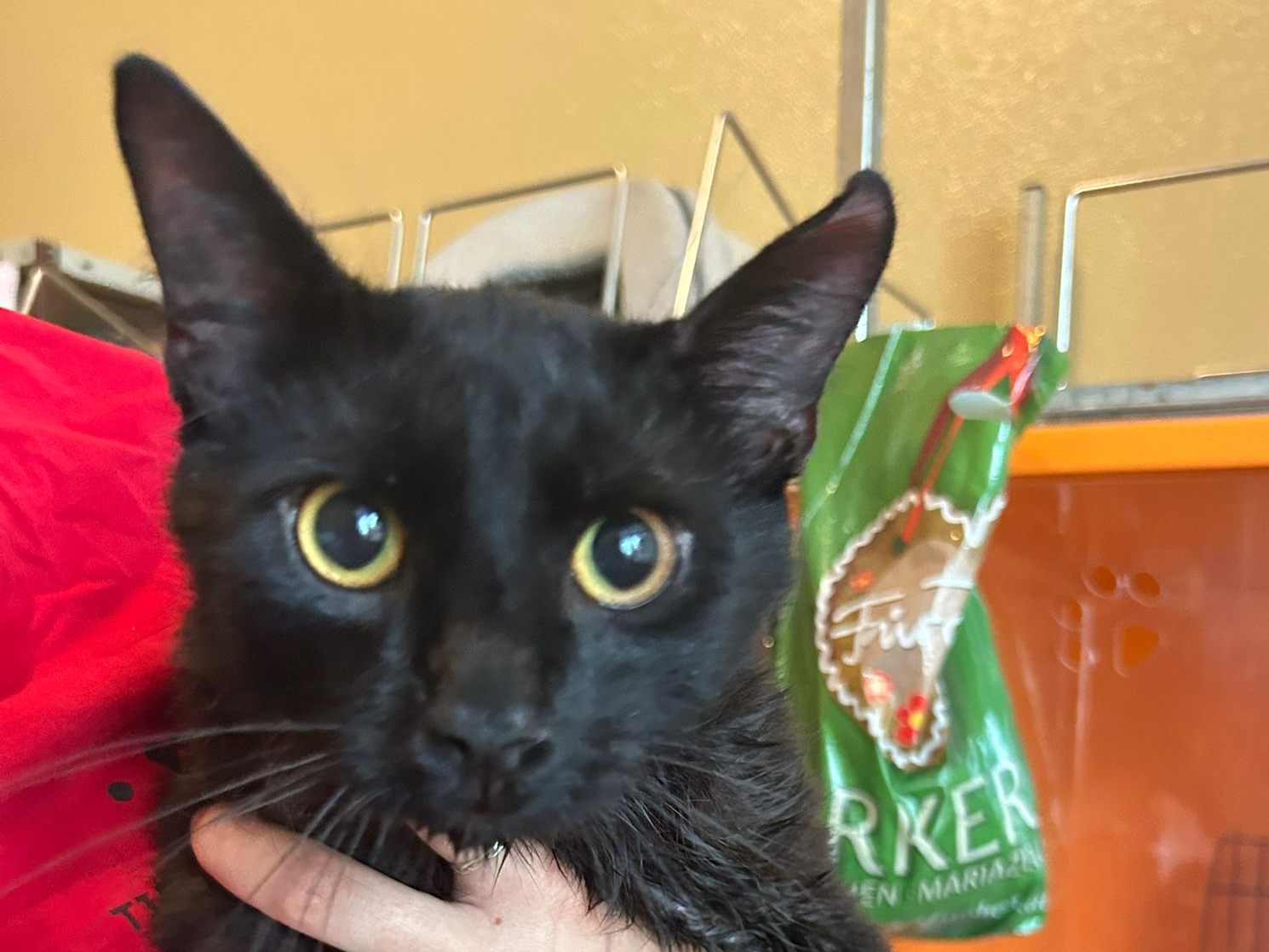Dieser Kater wurde aus dem Motorraum eines Autos gerettet. Dieser Kater wurde aus dem Motorraum eines Autos gerettet.