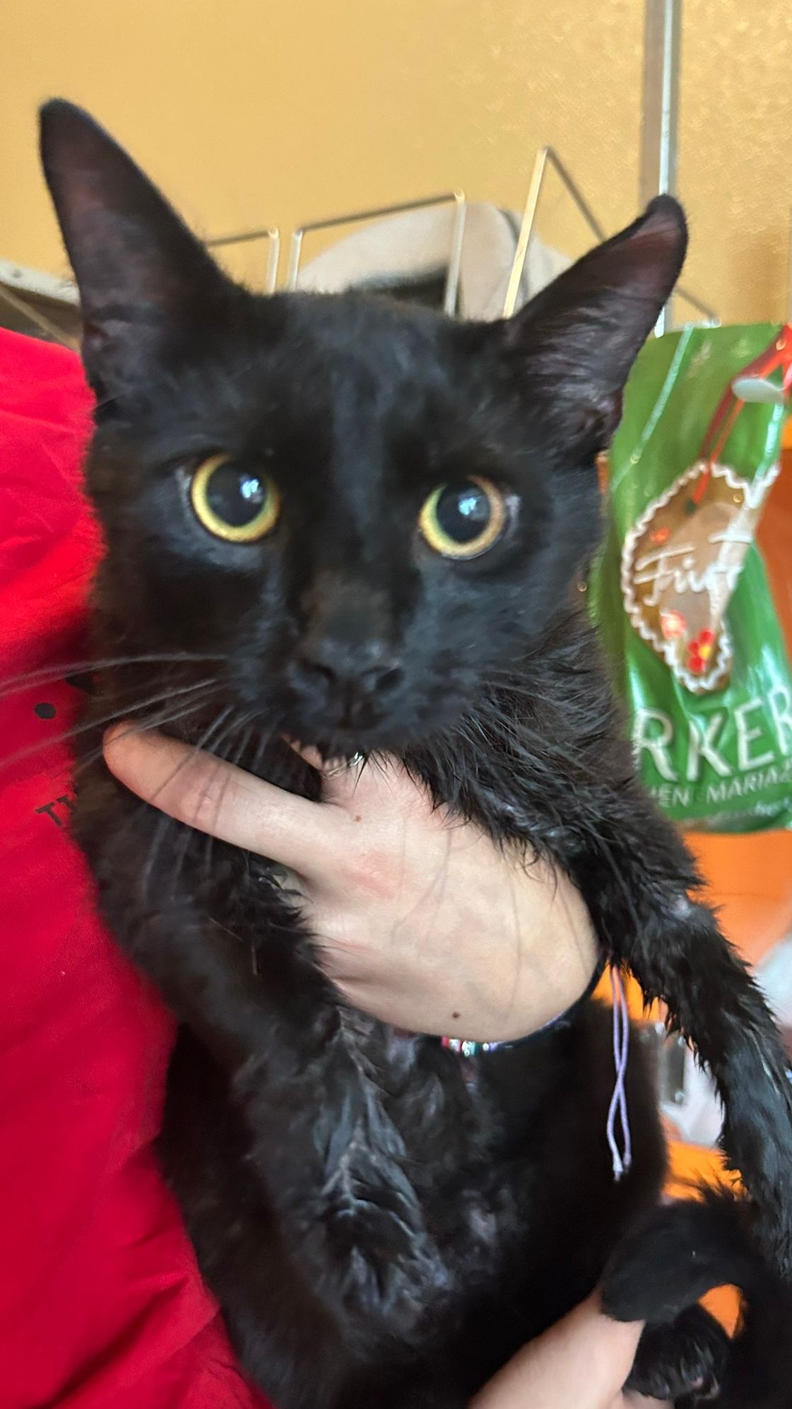 Dieser Kater wurde aus dem Motorraum eines Autos gerettet.