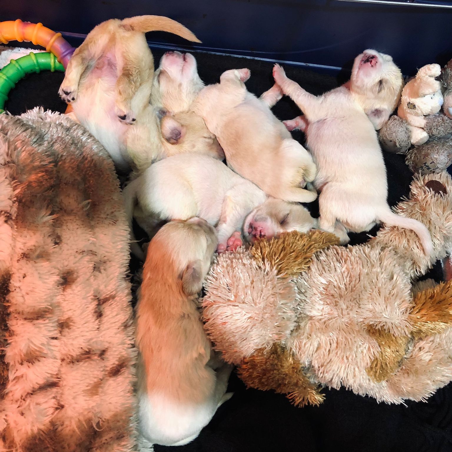 Die fünf Welpen werden im Tierschutzhaus Vösendorf umsorgt.