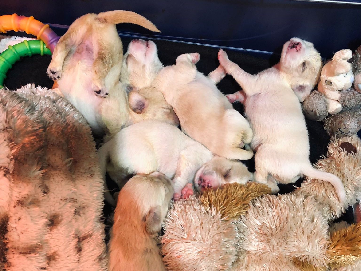 Die fünf Welpen werden im Tierschutzhaus Vösendorf umsorgt. Die fünf Welpen werden im Tierschutzhaus Vösendorf umsorgt.