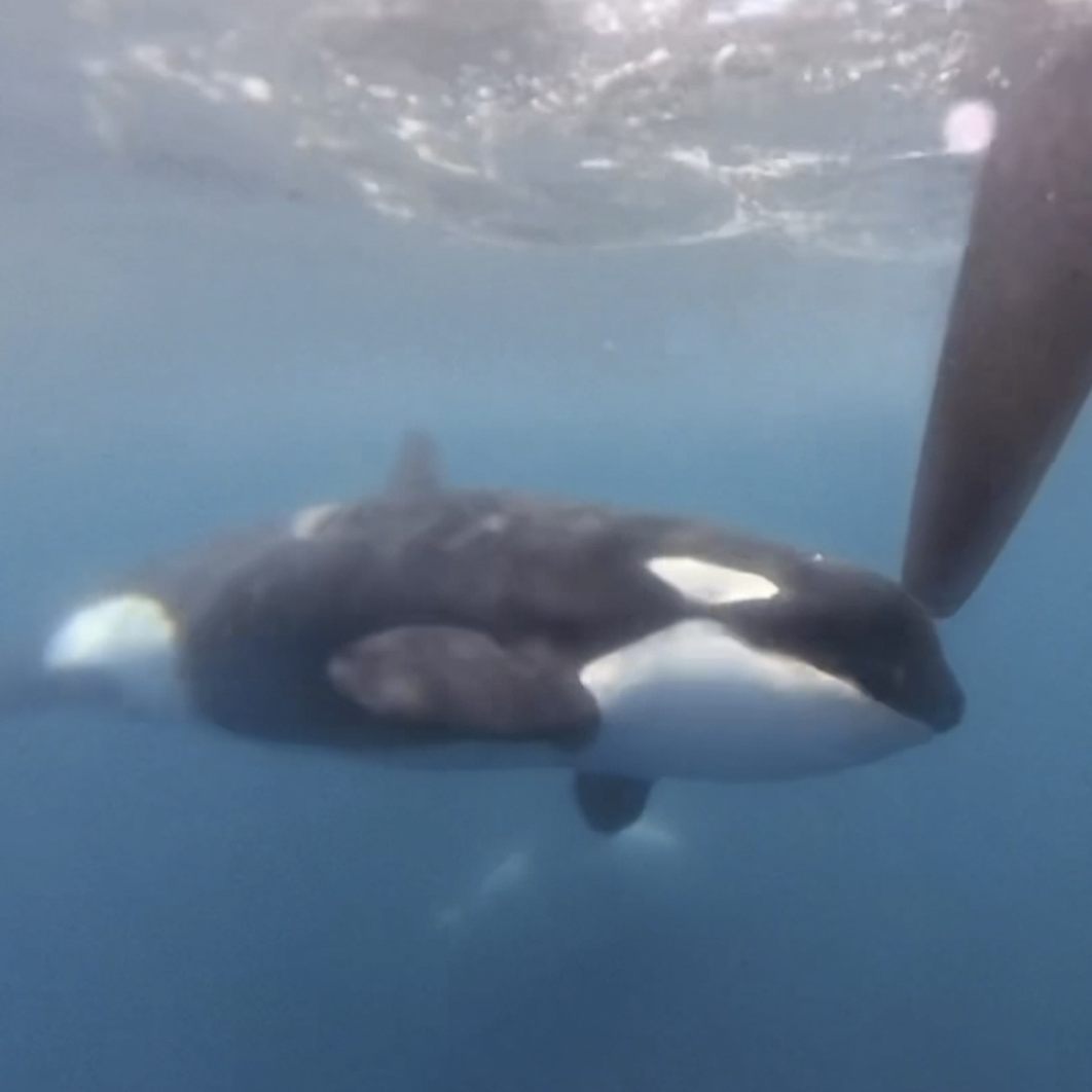 "Orcas" sind beeindruckende Tiere.