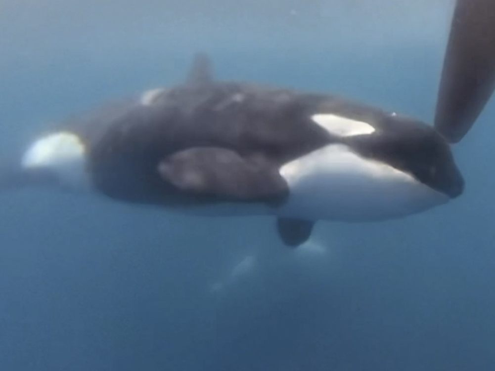 "Orcas" sind beeindruckende Tiere. "Orcas" sind beeindruckende Tiere.