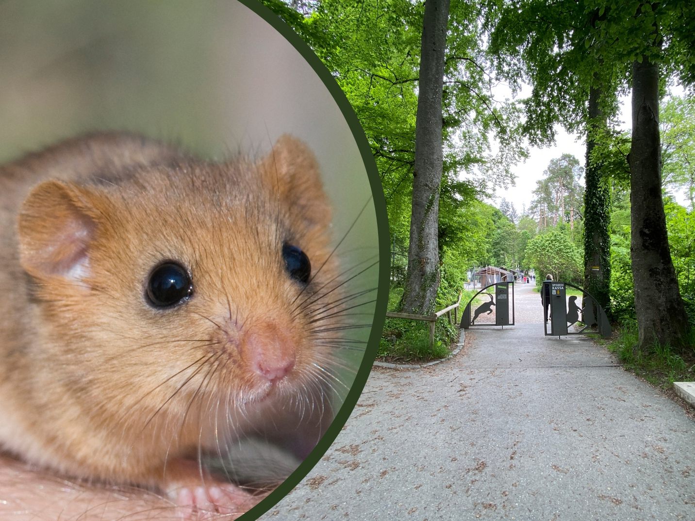 Ein Siebenschläfer wurde aus dem Wildpark Feldkirch geklaut. Ein Siebenschläfer wurde aus dem Wildpark Feldkirch geklaut.