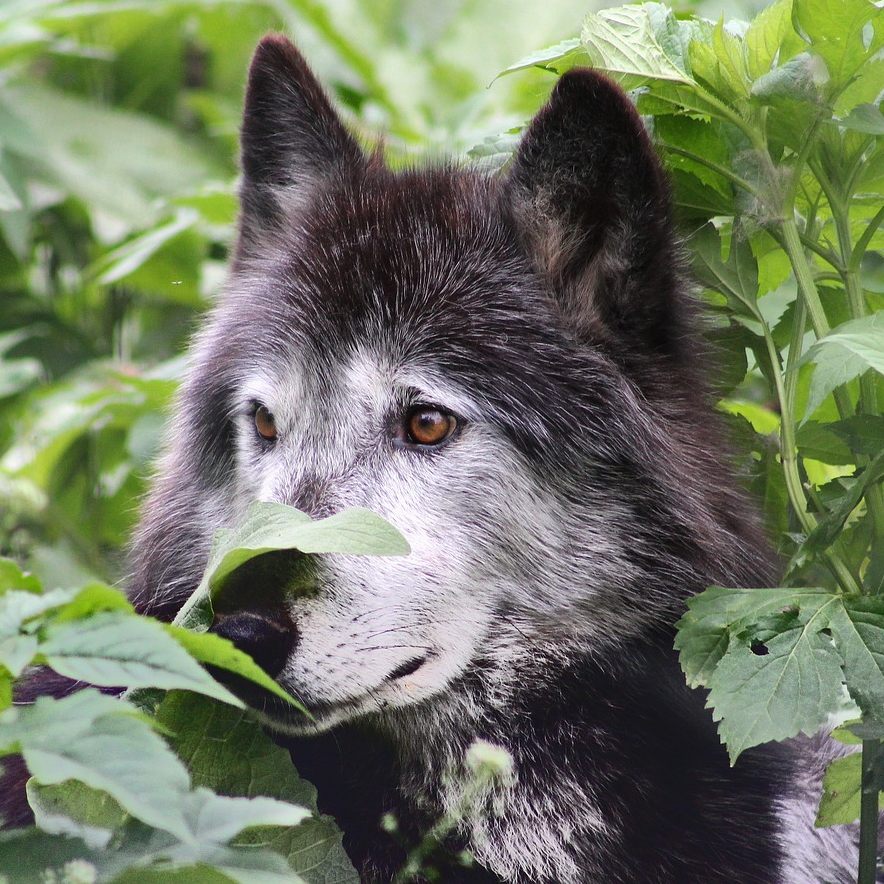 Wieder ist ein Wolf in Tirol zum Abschuss freigegeben worden.