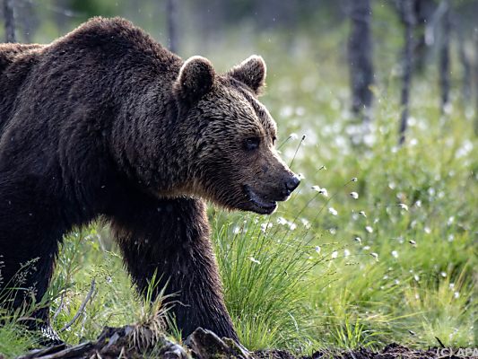 Die Behörden sind nun auf der Suche nach den Jungen der Bärin Die Behörden sind nun auf der Suche nach den Jungen der Bärin