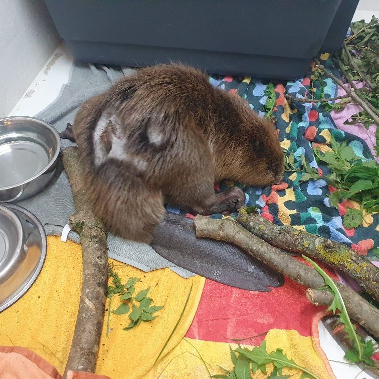 Der in Oberösterreich gefundene Biber wird "Kirbi" genannt.