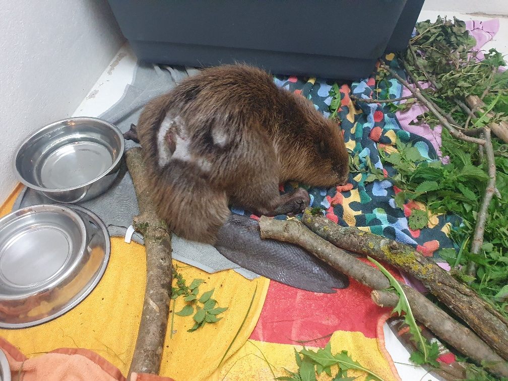 Der in Oberösterreich gefundene Biber wird "Kirbi" genannt. Der in Oberösterreich gefundene Biber wird "Kirbi" genannt.