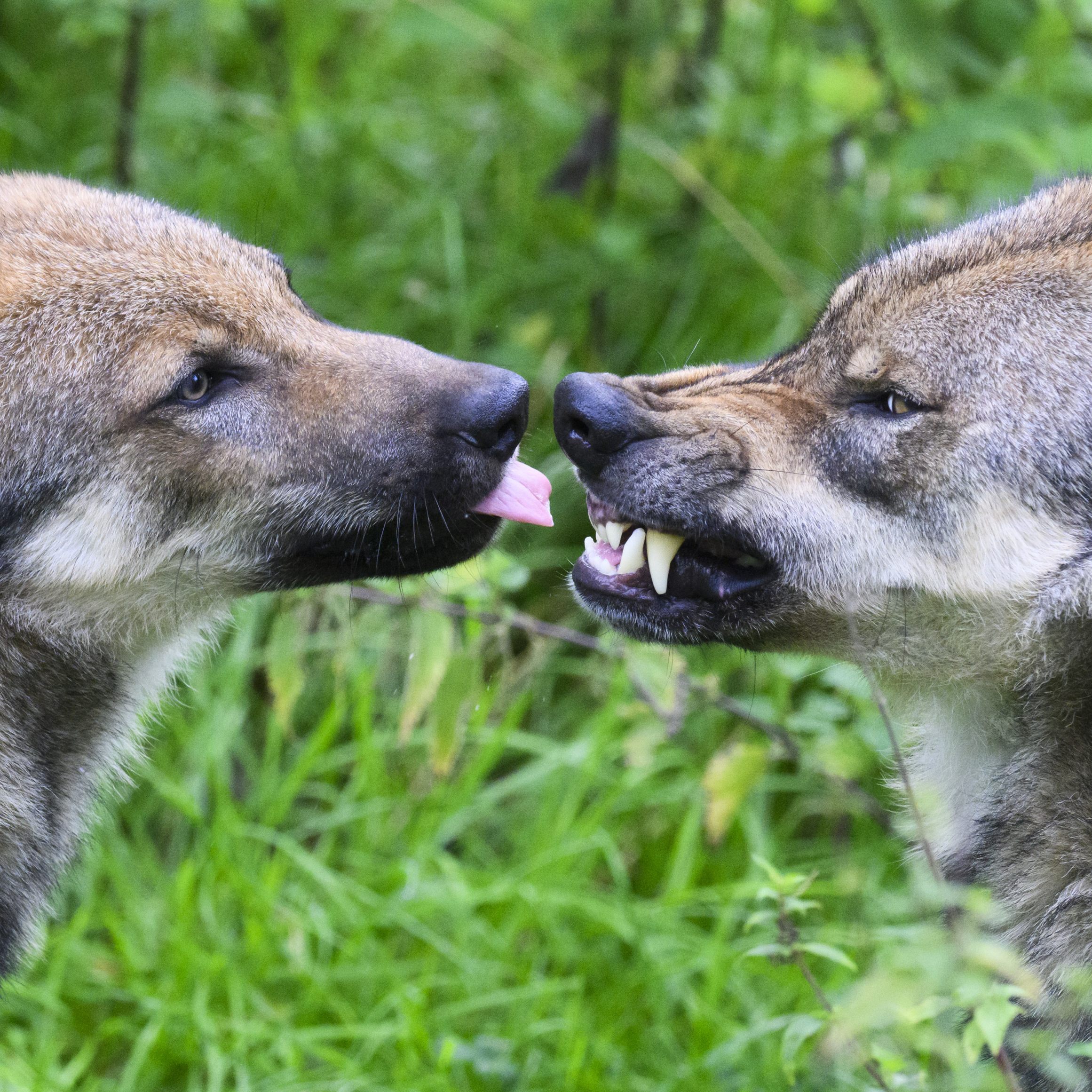 Die EU prüft Schutzstatus von Wölfen und will mehr Informationen.