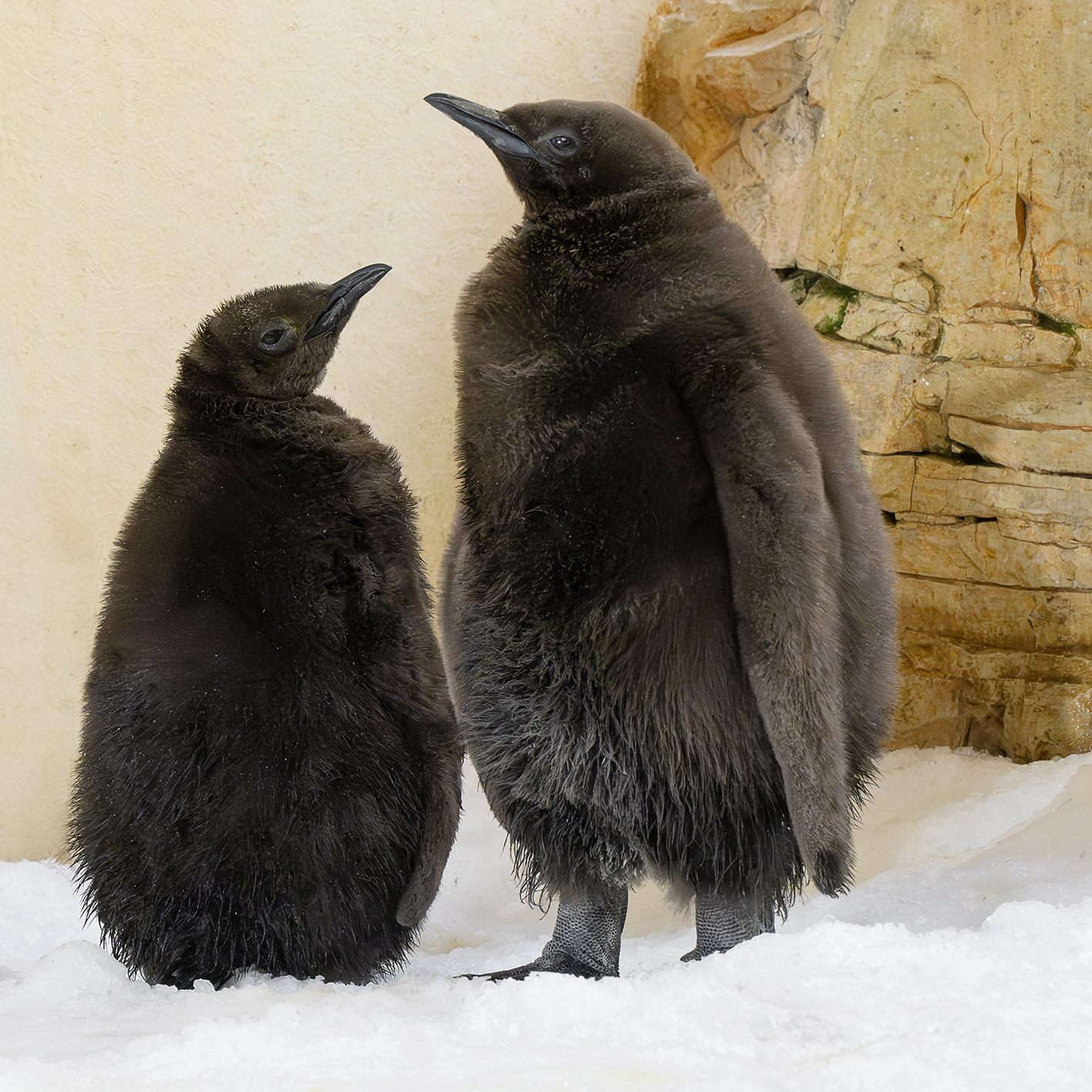 Erstmals sind gleich zwei Königspinguin-Küken geschlüpft.
