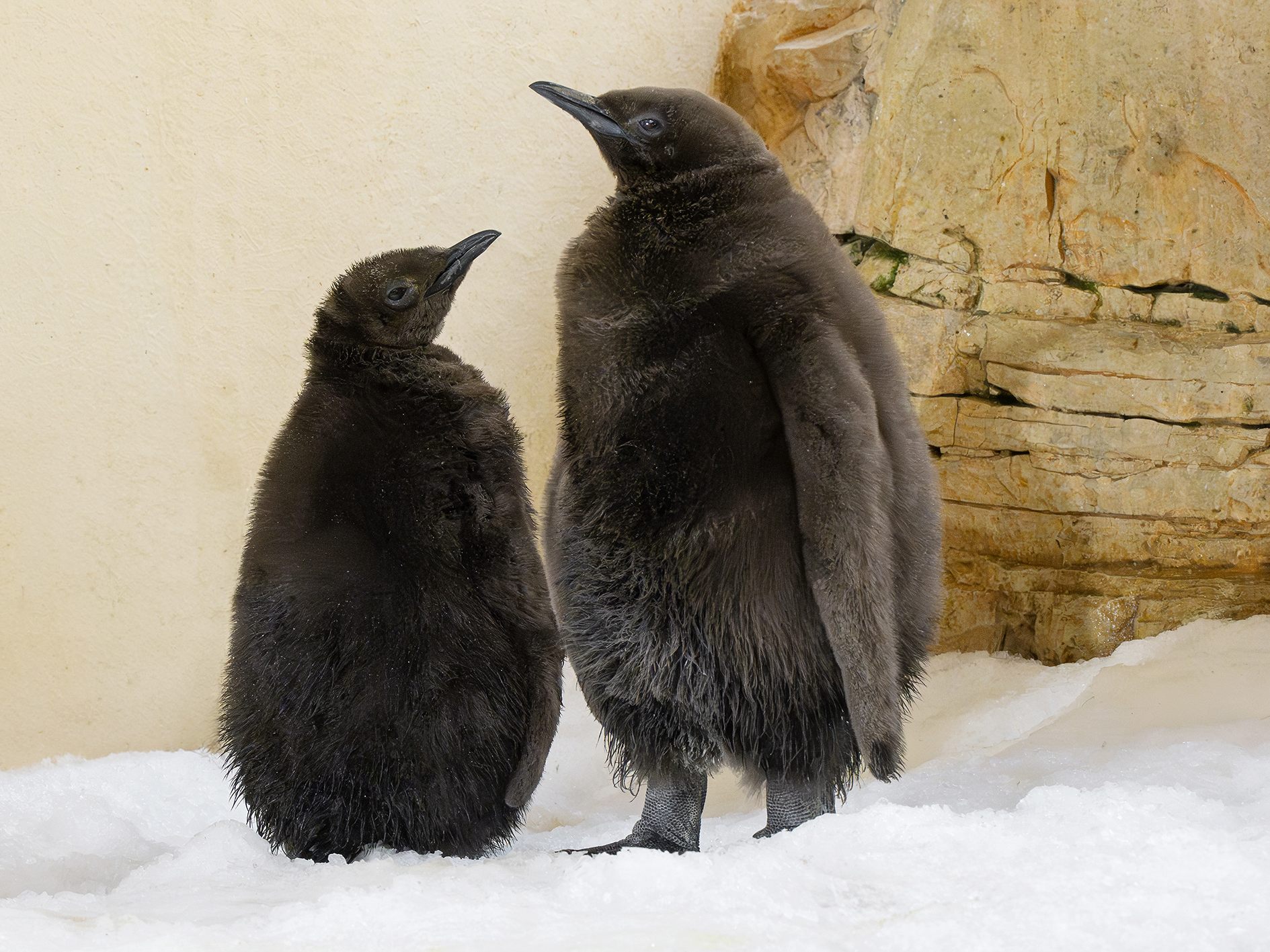 Erstmals sind gleich zwei Königspinguin-Küken geschlüpft. Erstmals sind gleich zwei Königspinguin-Küken geschlüpft.