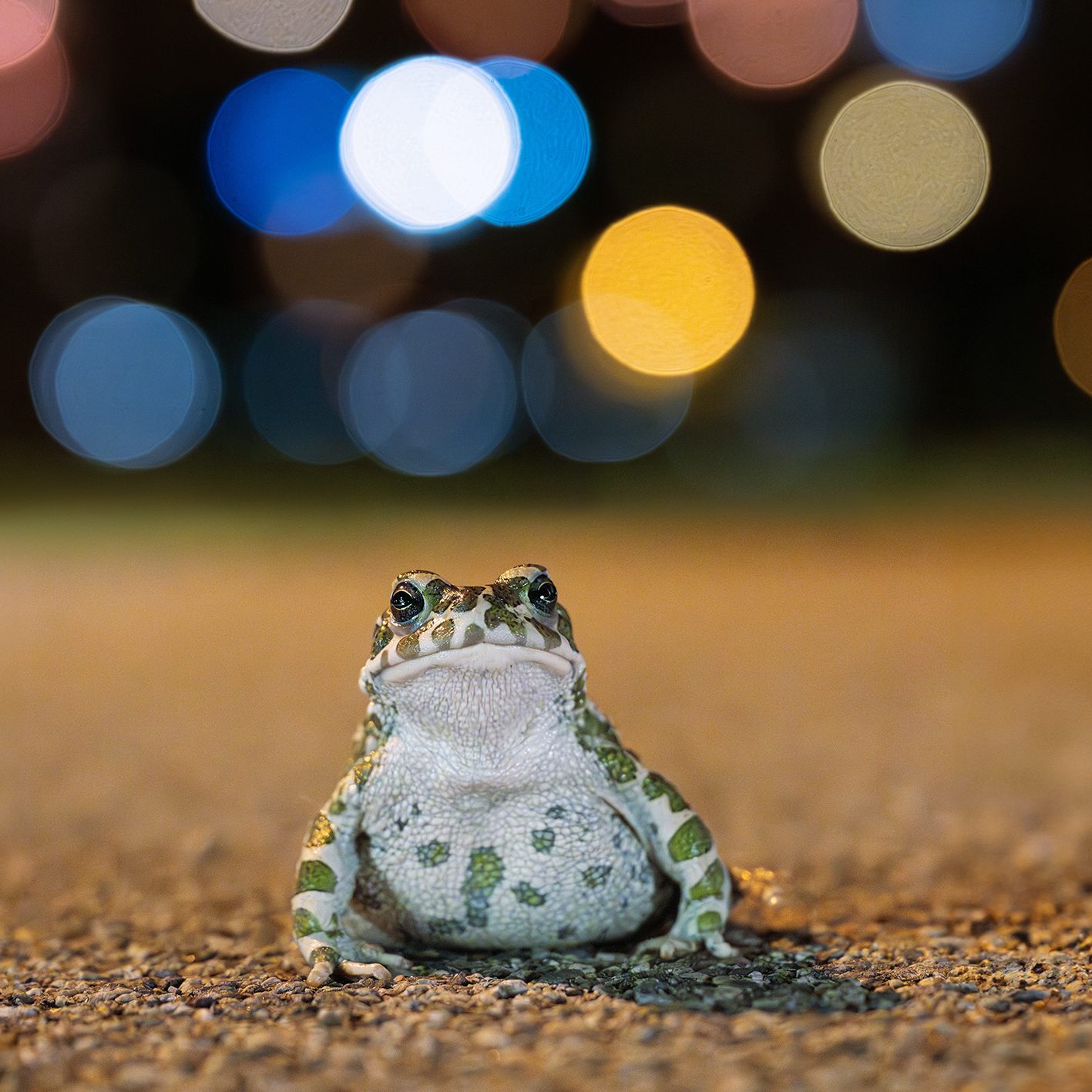 Die Wechselkröte ist in Österreich gefährdet.