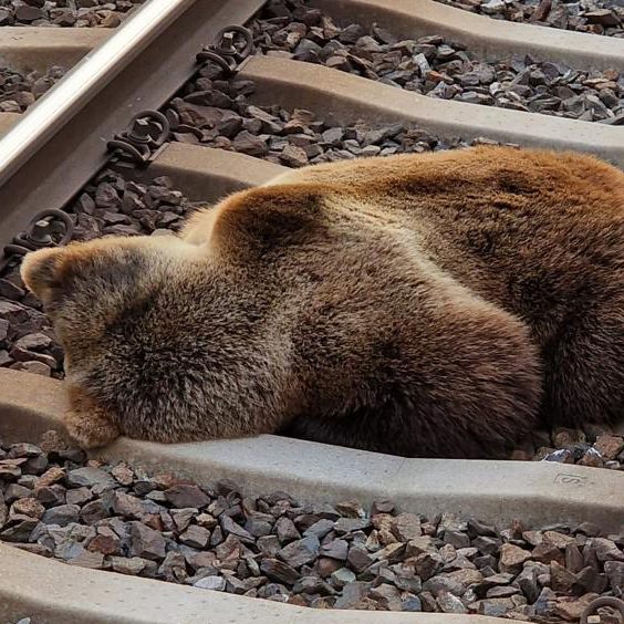 Der Braunbär wurde von einem Zug erfasst und getötet.