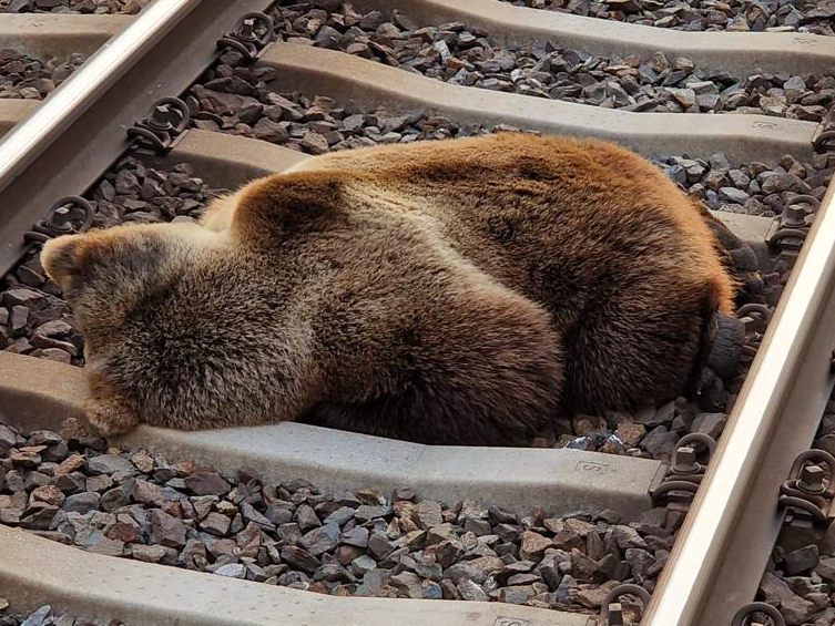 Der Braunbär wurde von einem Zug erfasst und getötet. Der Braunbär wurde von einem Zug erfasst und getötet.