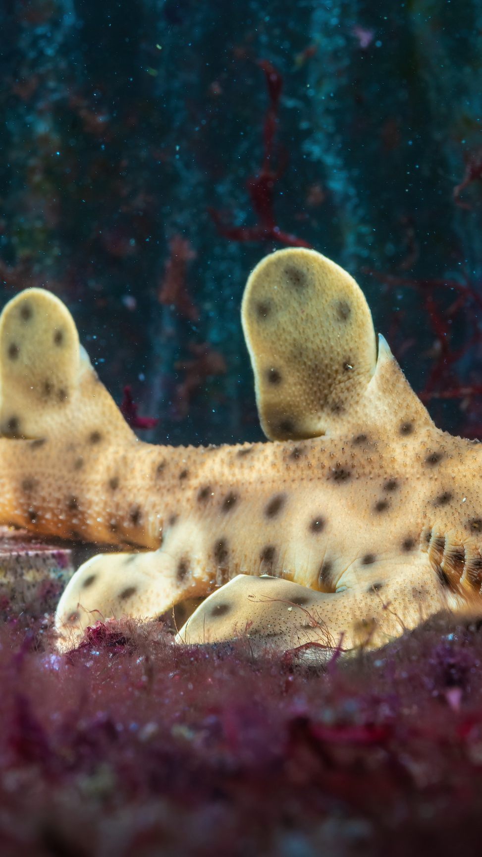 Der Junghai ist vor einigen Wochen geschlüpft.