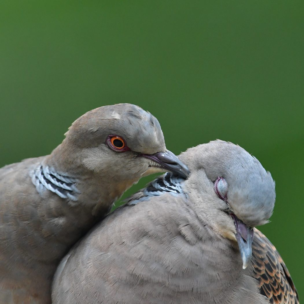 Im Burgenland, Niederösterreich und Wien wird die Turteltaube gejagt.