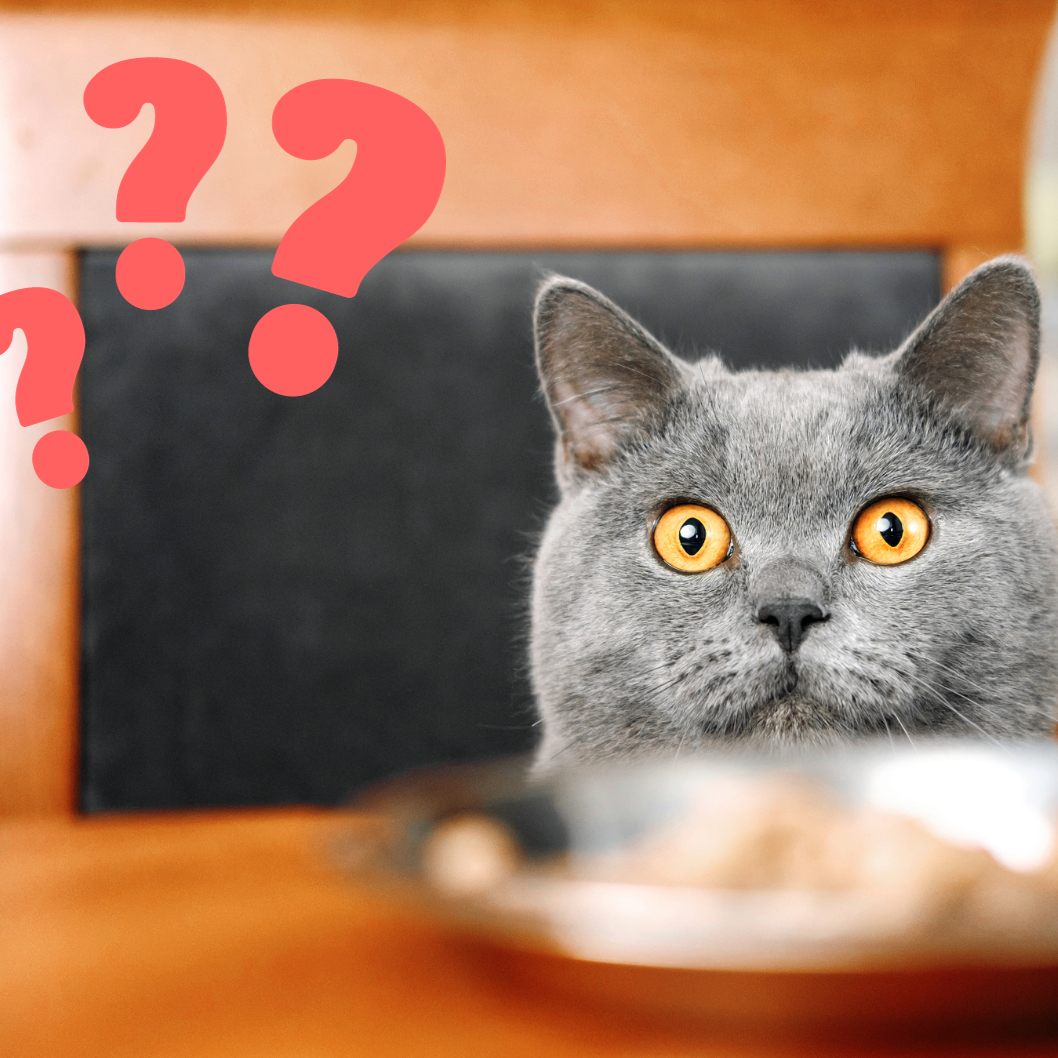 Ist eine vegane Ernährung schlecht für Katzen?