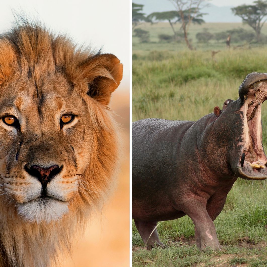 Das sind die gefährlichsten Tiere der Welt.