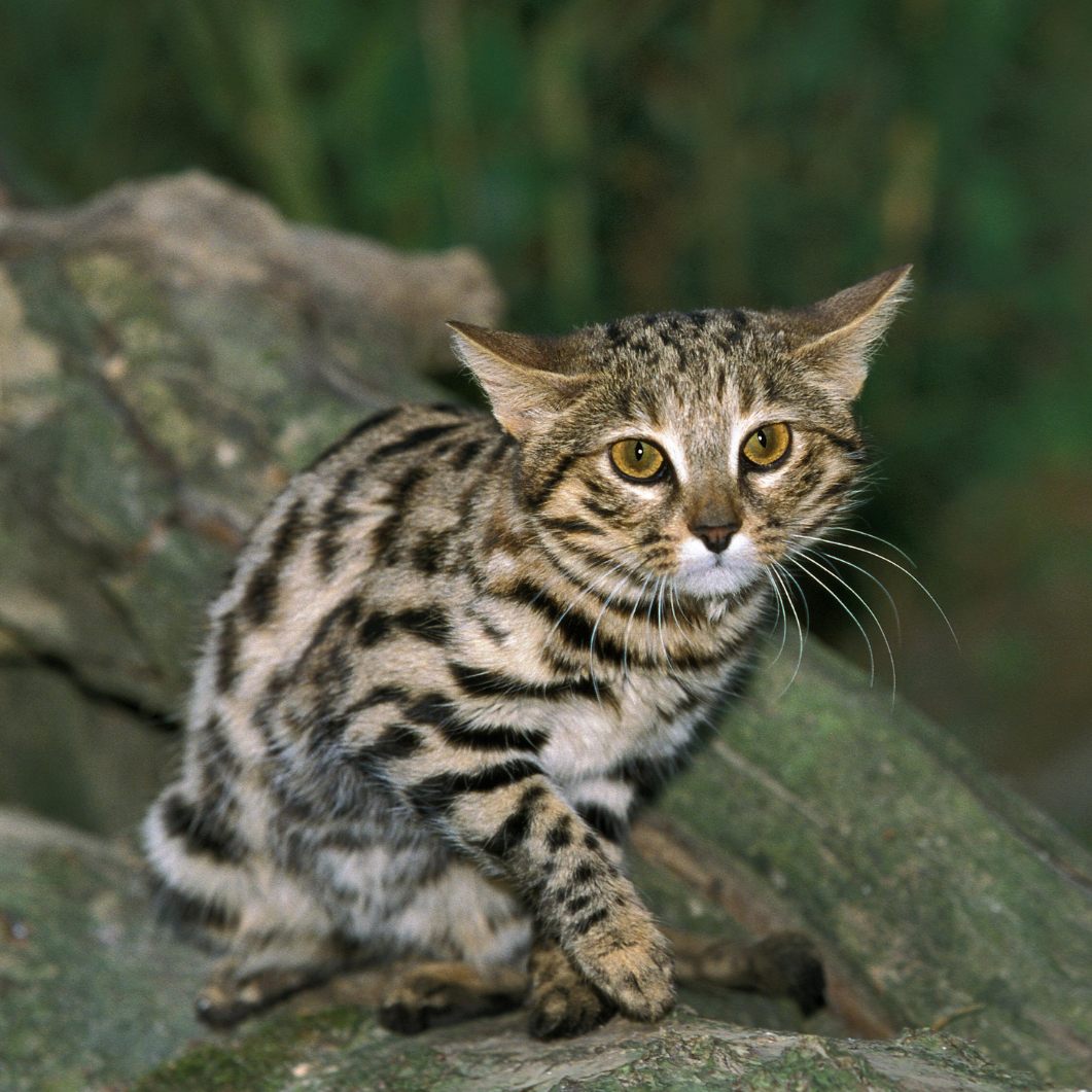 Das ist die tödlichste Katze der Welt.