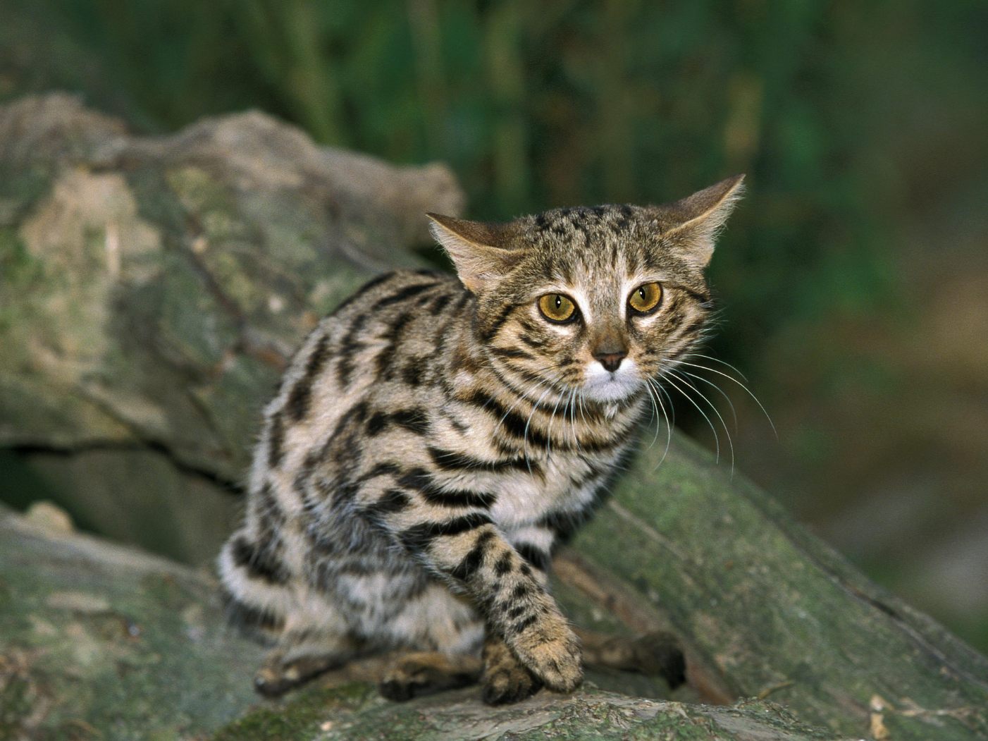Das ist die tödlichste Katze der Welt. Das ist die tödlichste Katze der Welt.