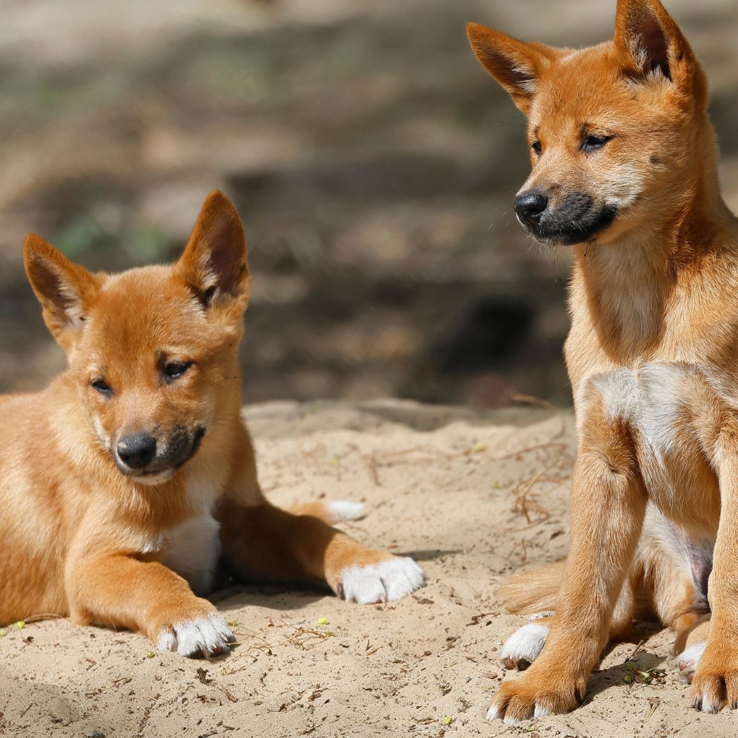 Ein Australier bekam eine Geldstrafe, weil er Dingos gefüttert hatte.