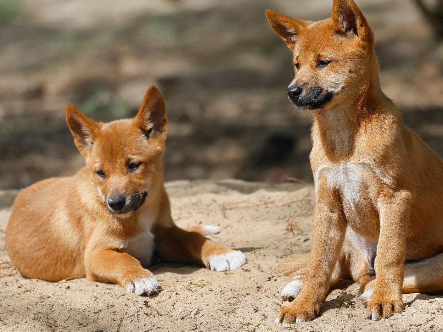 Ein Australier bekam eine Geldstrafe, weil er Dingos gefüttert hatte. Ein Australier bekam eine Geldstrafe, weil er Dingos gefüttert hatte.
