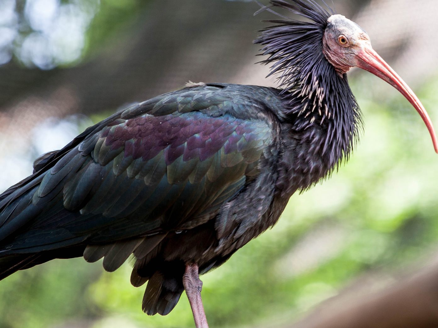 Waldrapp-Nachwuchs ist auf dem Weg in den Süden.