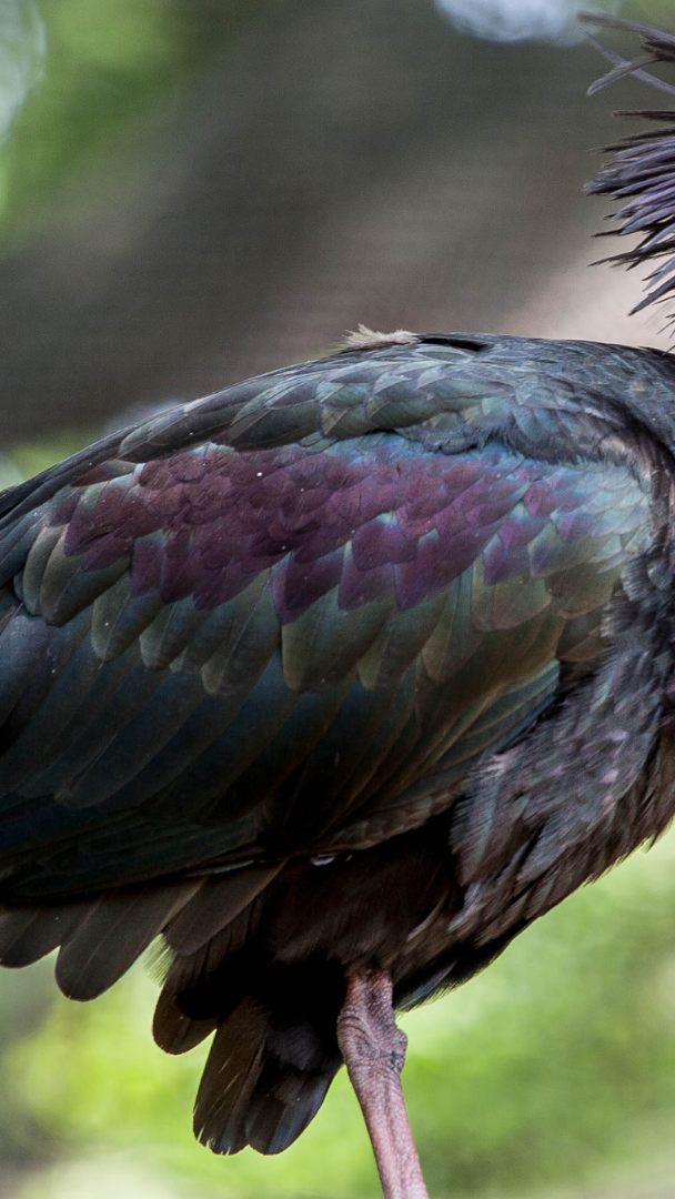 Waldrapp-Nachwuchs ist auf dem Weg in den Süden.