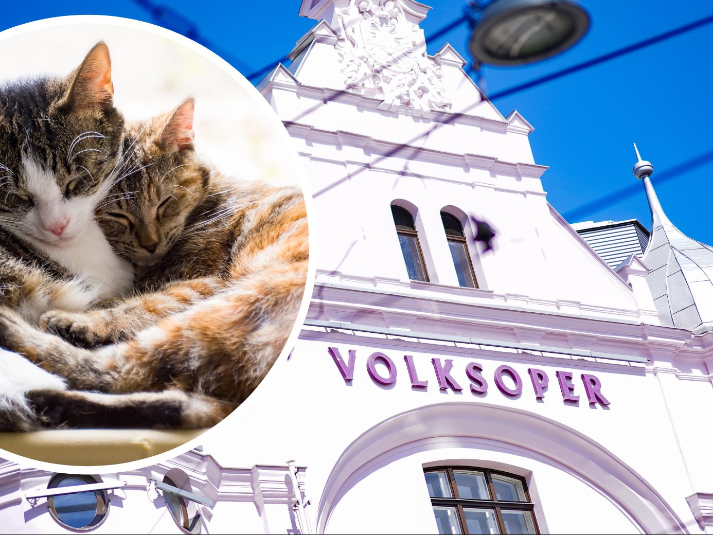 "Aristocats" feierte in der Wiener Volksoper Premiere. "Aristocats" feierte in der Wiener Volksoper Premiere.